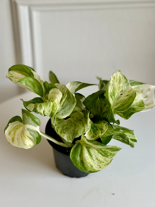 Pothos Manjula