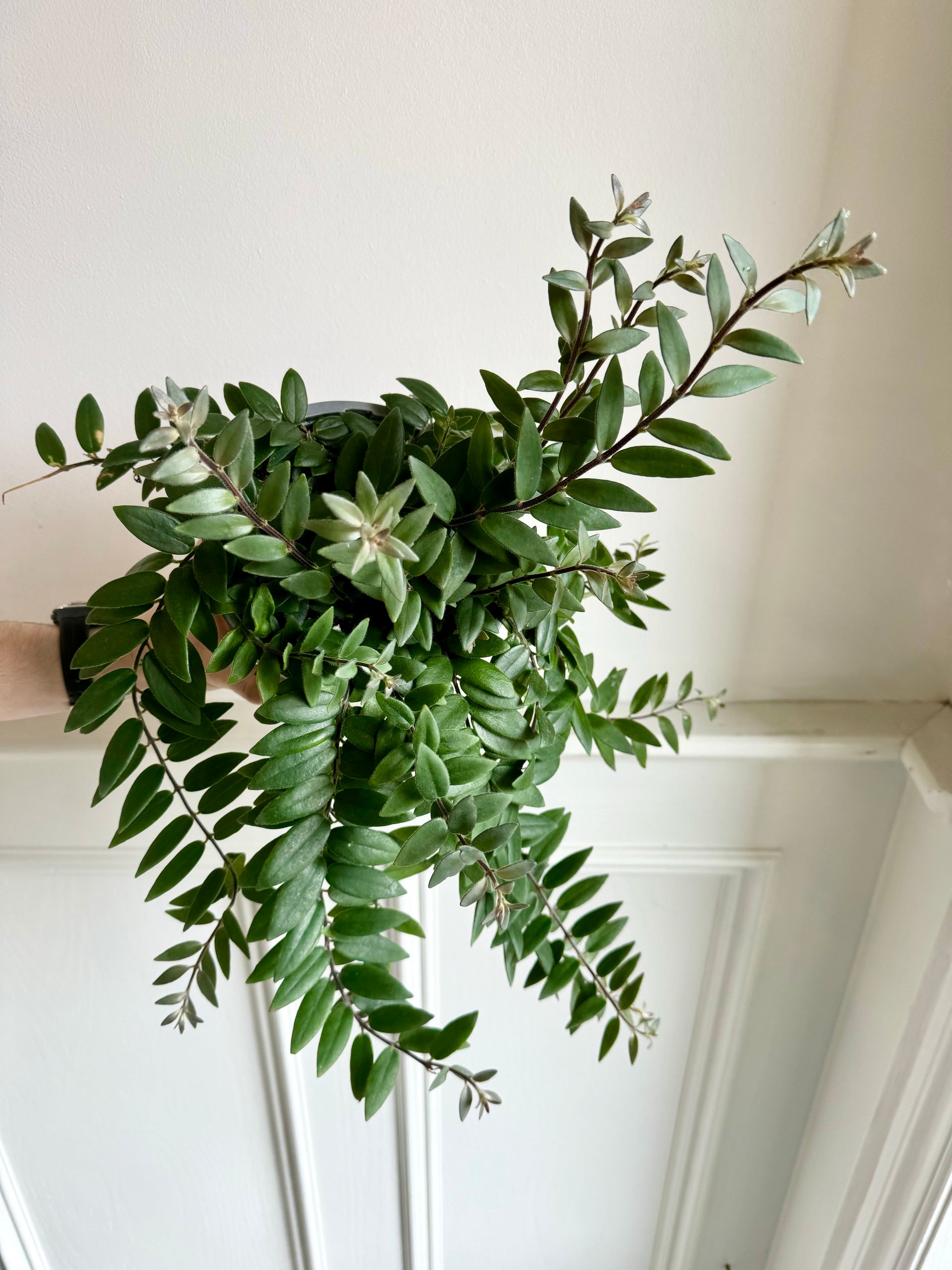 lipstick plant hanging basket Lipstick Plant Hanging Basket – Thorn & Petal Florist