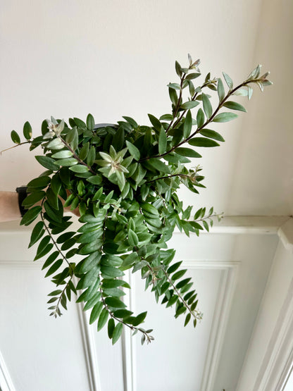 Lipstick Plant Hanging Basket