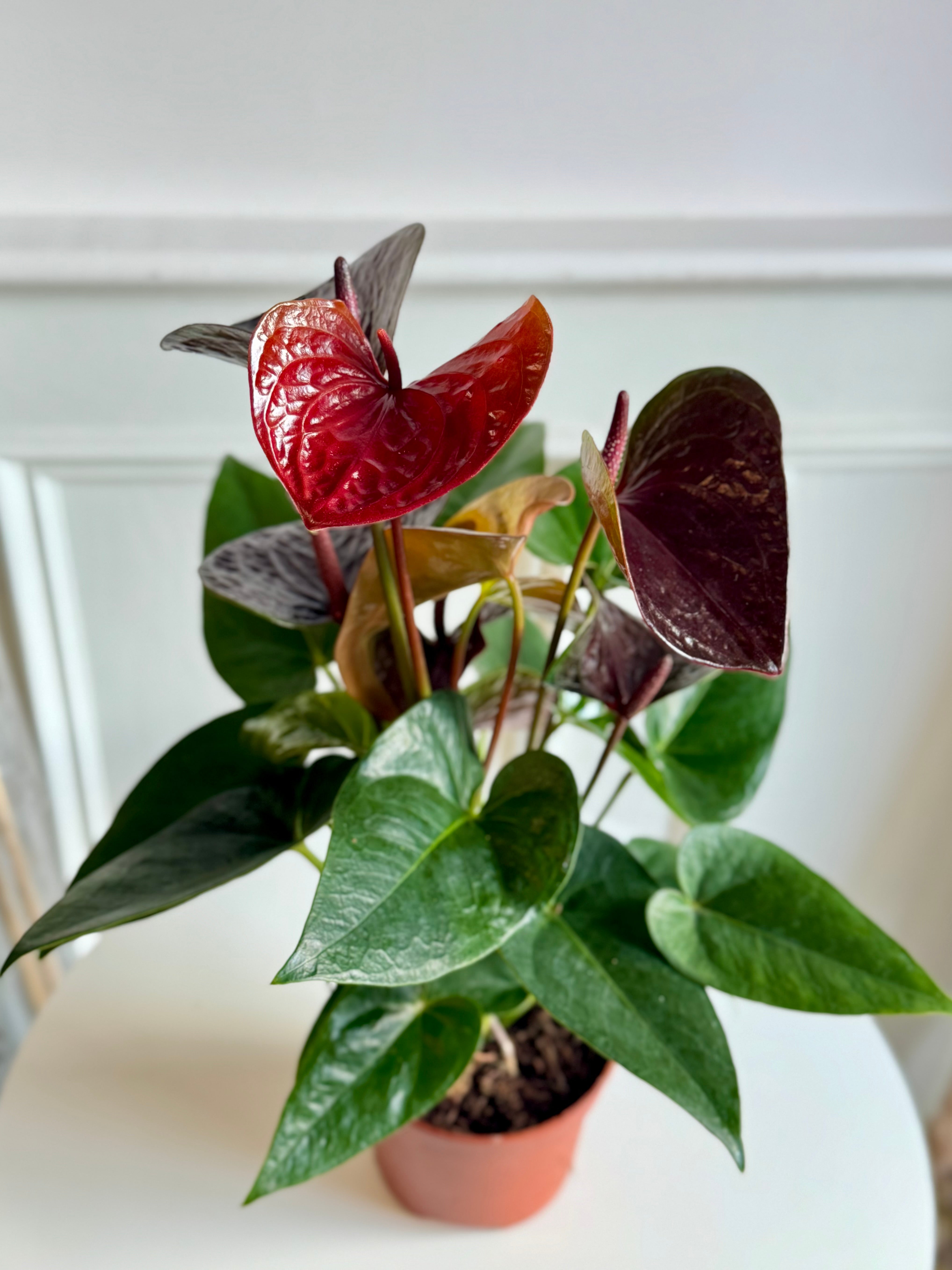 Anthurium – Thorn & Petal Florist