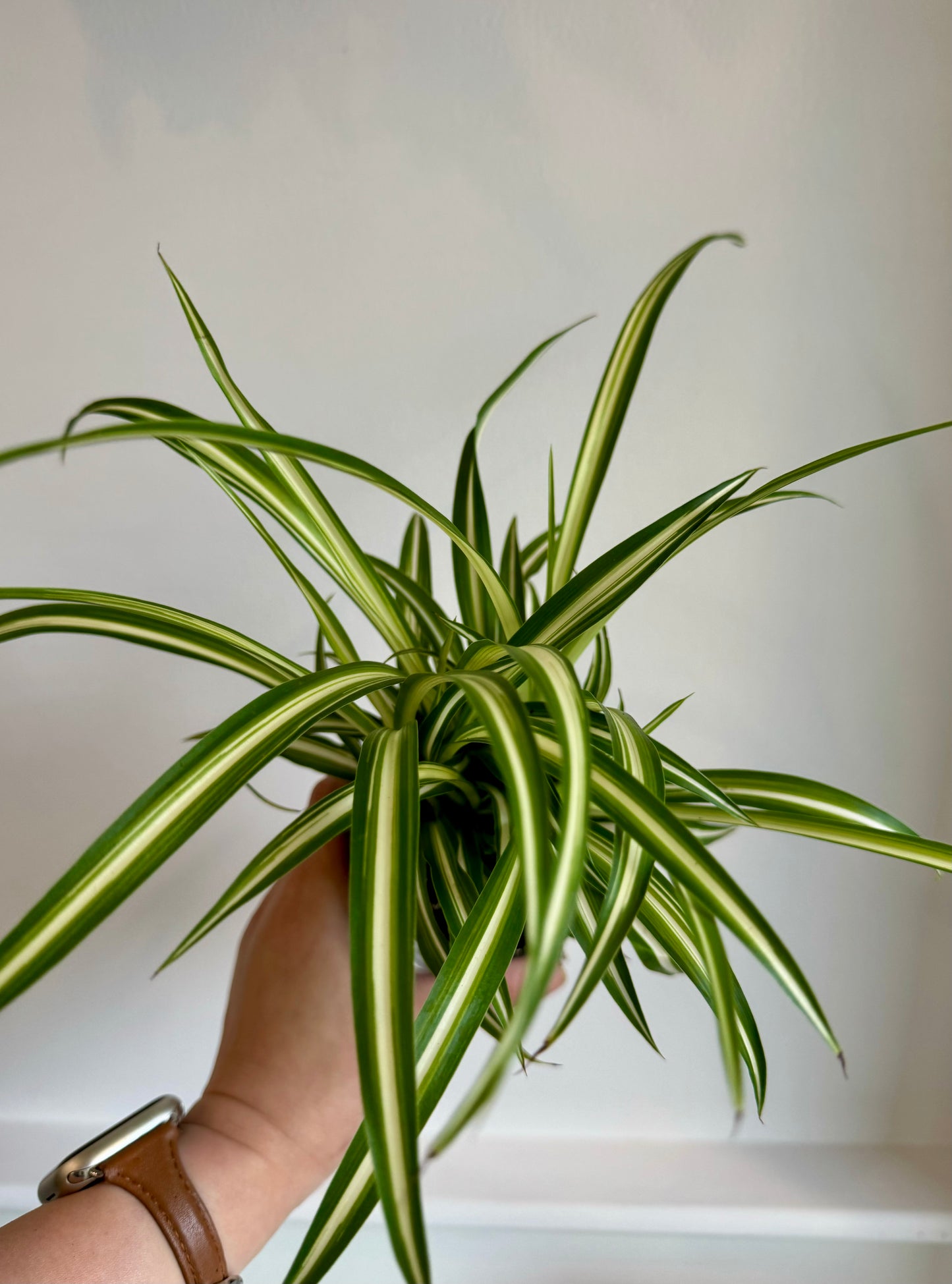 Spider Plant