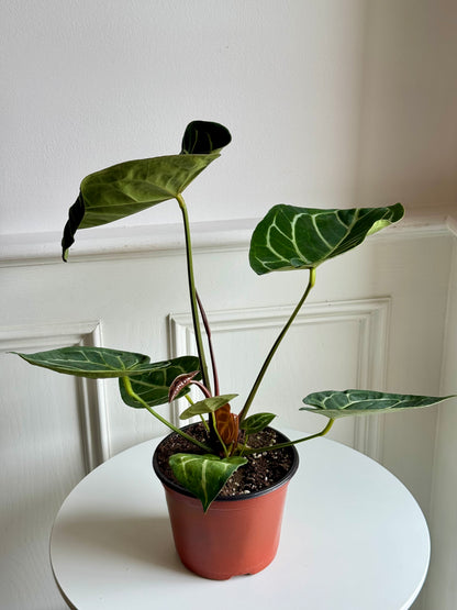 Anthurium Dorayaki Magnificum