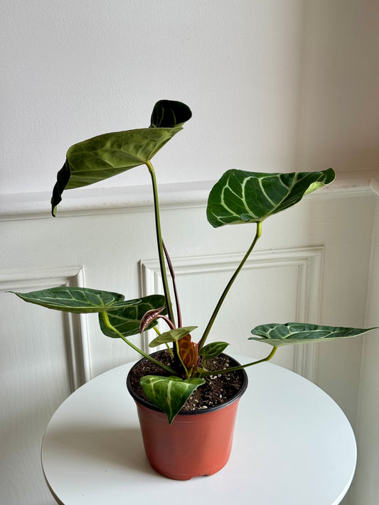 Anthurium Dorayaki Magnificum