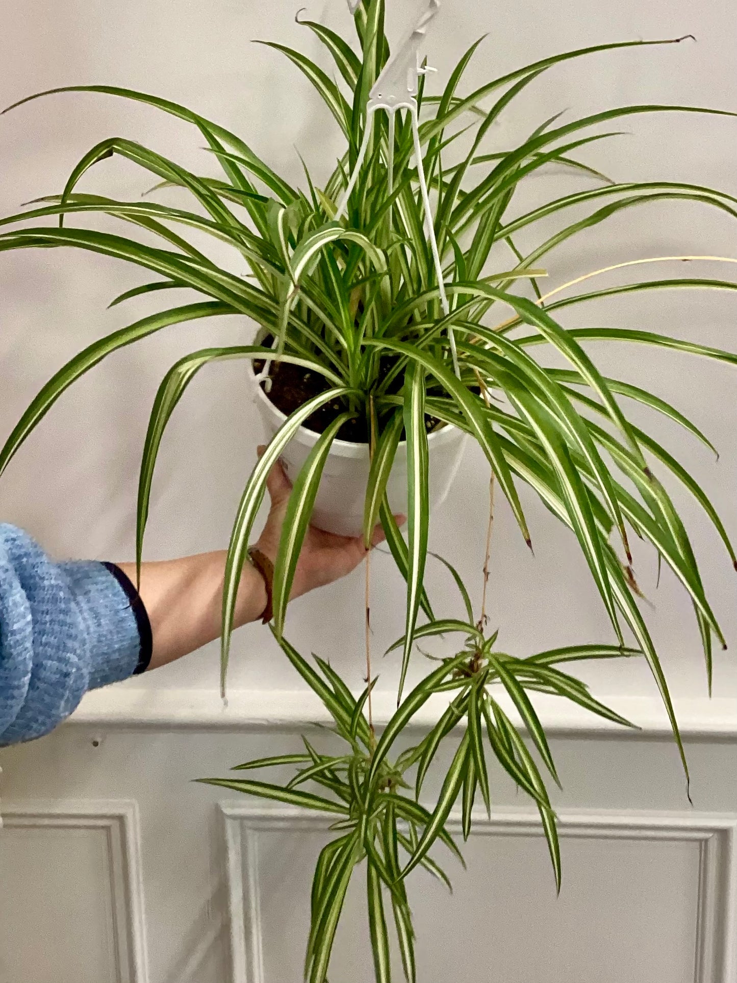 Spider Plant Hanging Basket Veriegated