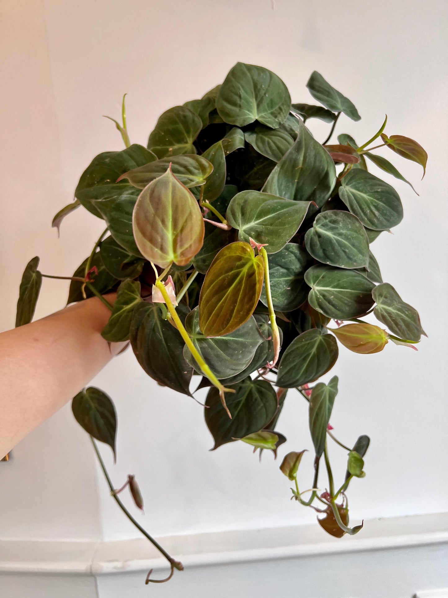 Philodendron Micans Hanging Basket