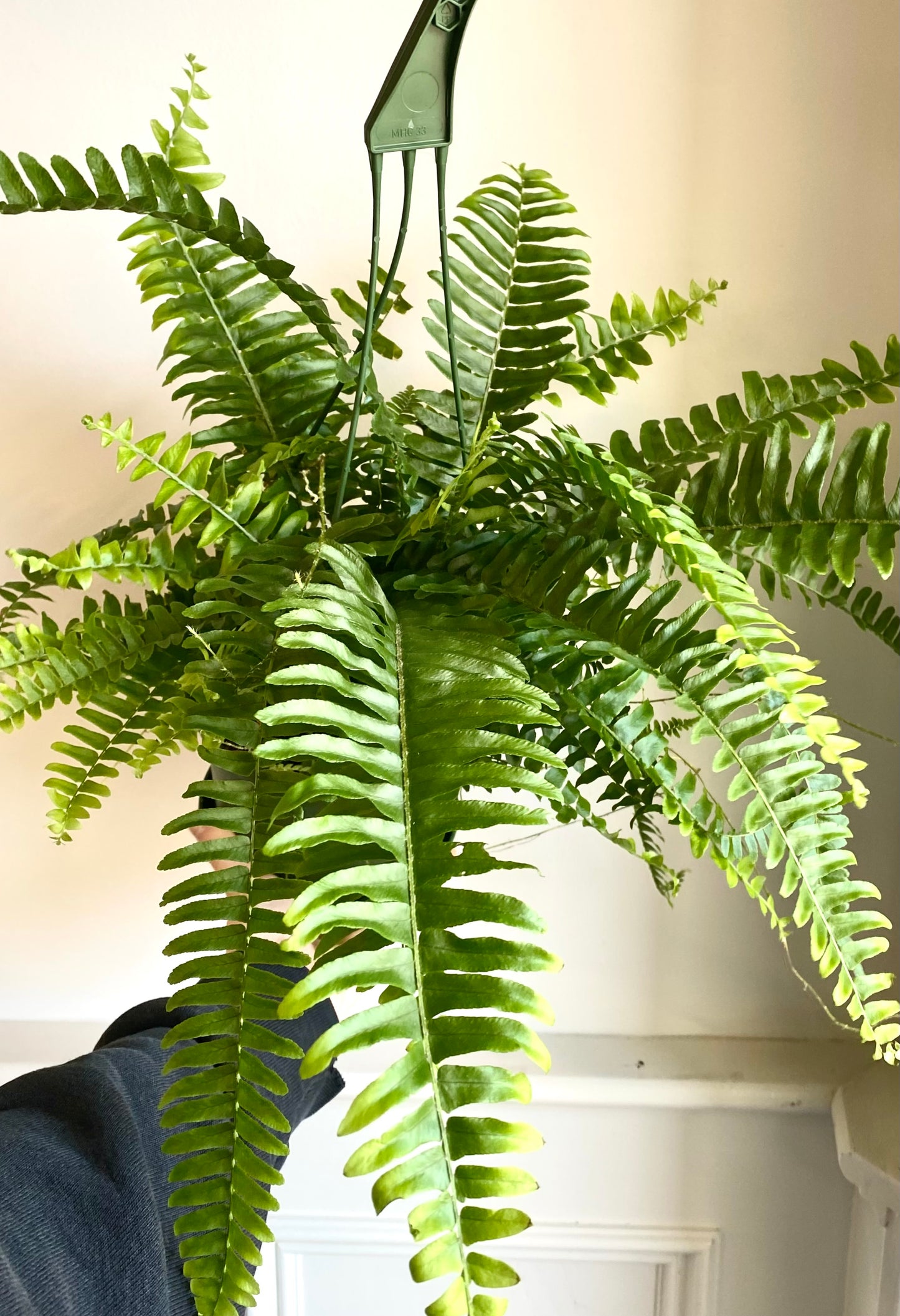 Boston Fern Hanging Basket