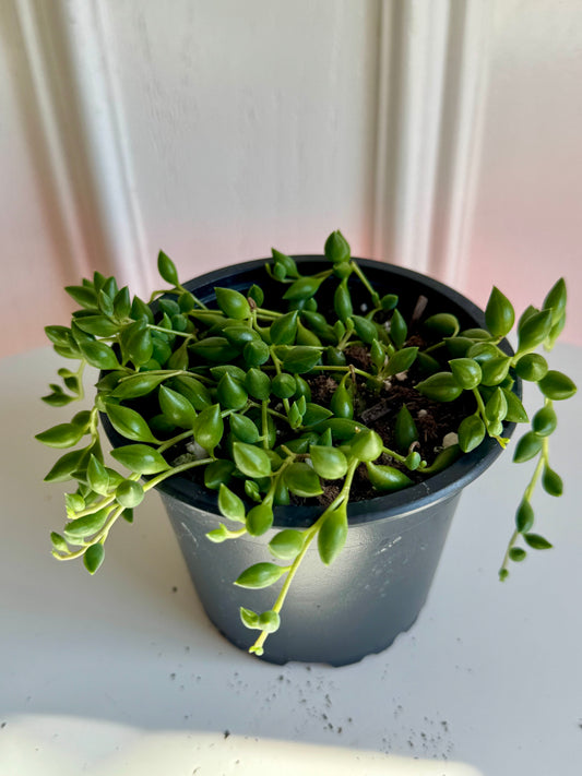 String of Beads
