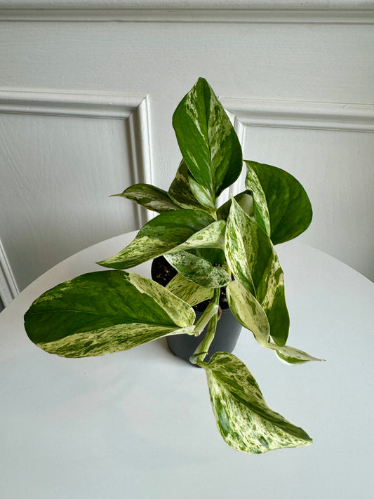 Pothos Marble Queen