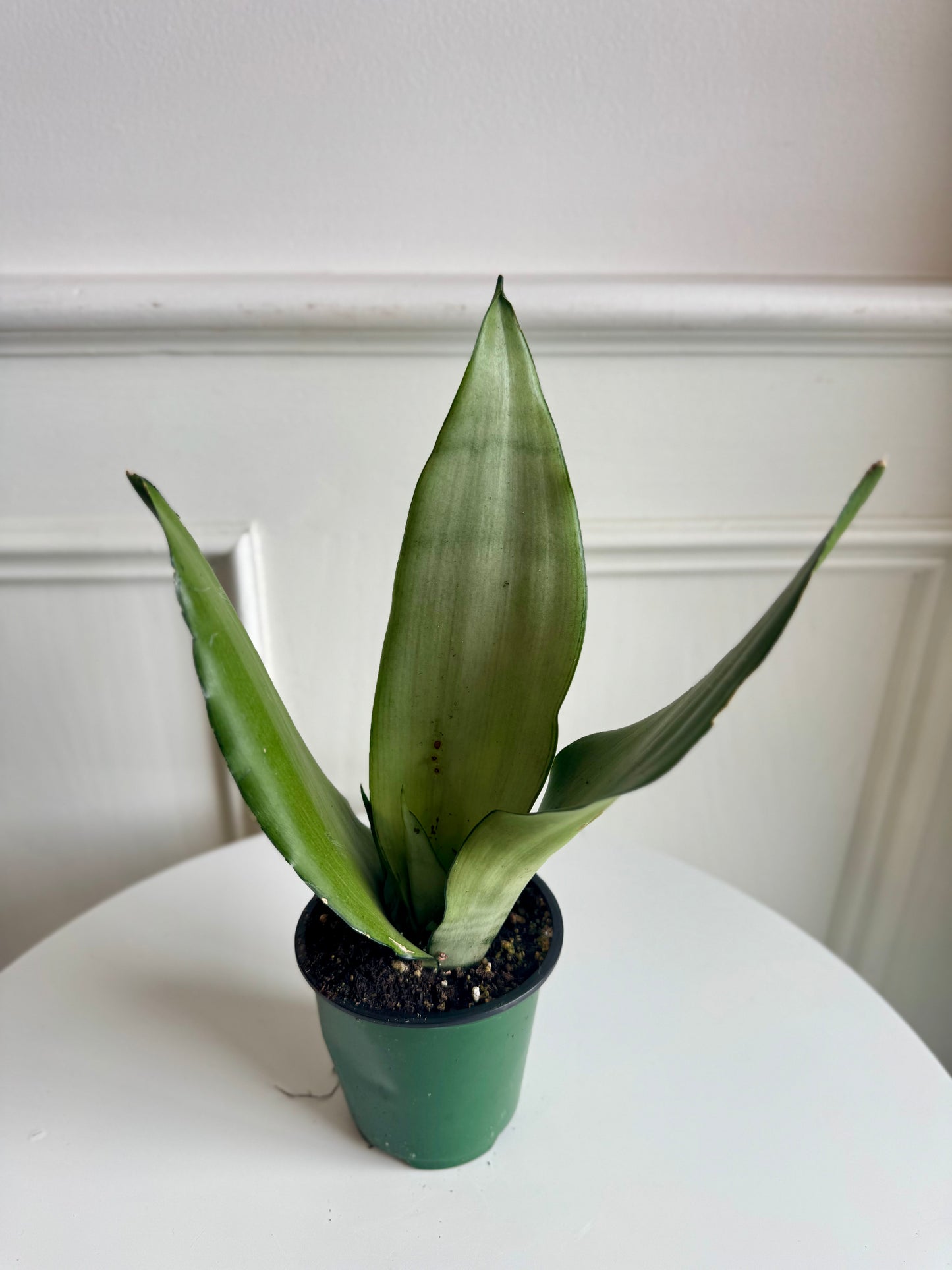 Sansevieria (Snake Plant) Moonshine