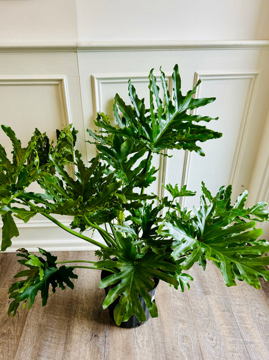 Philodendron Selloum