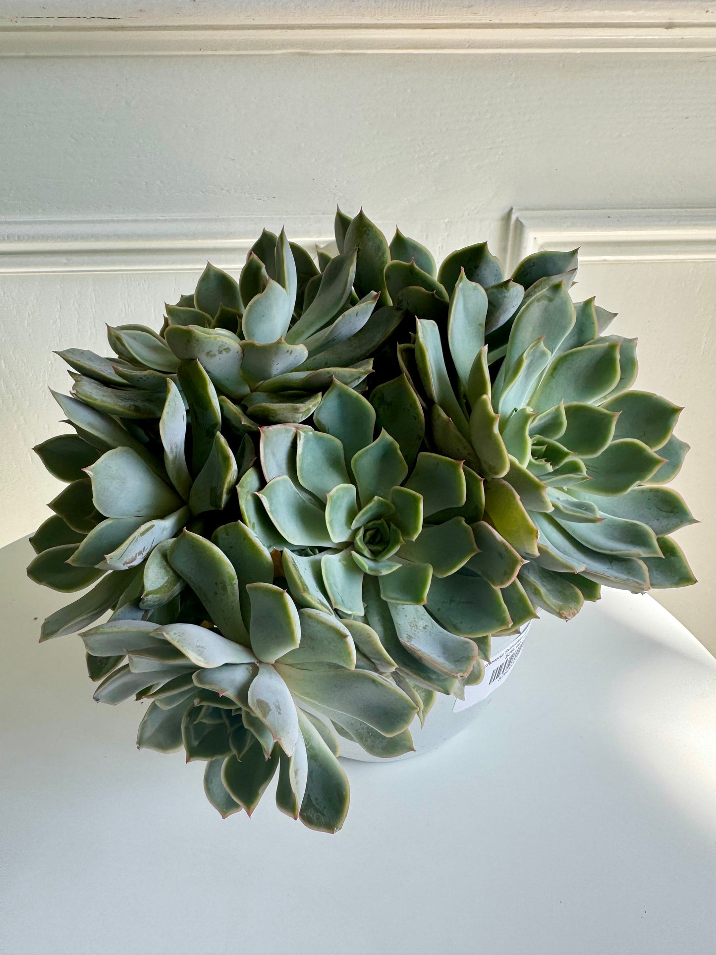 Echeveria Succulent Hanging Basket