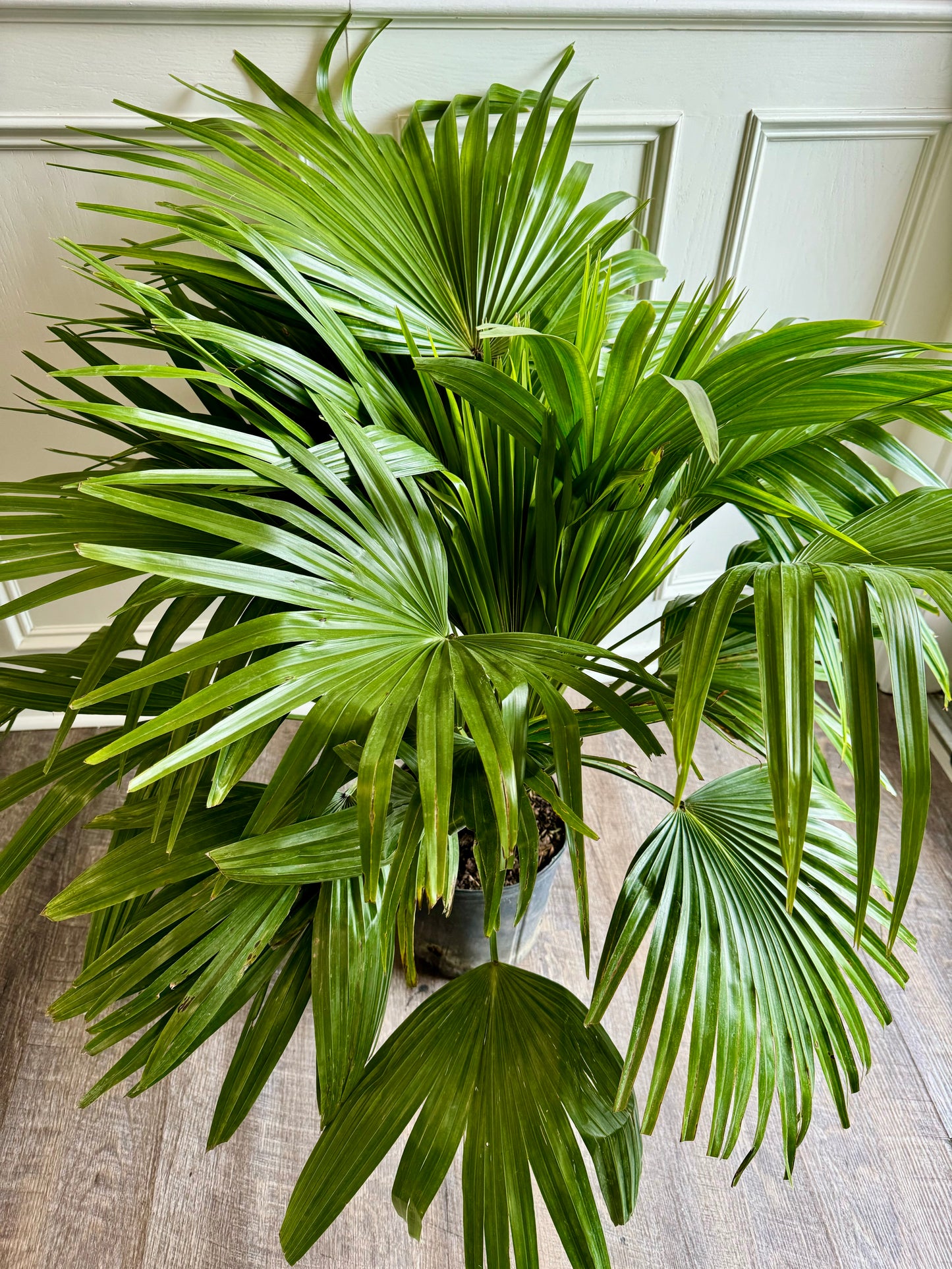 Chinese Fan Palm