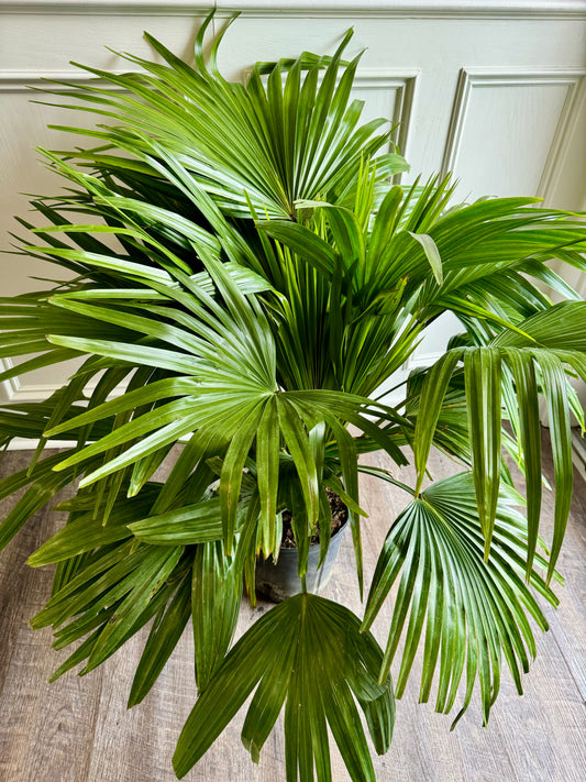 Chinese Fan Palm