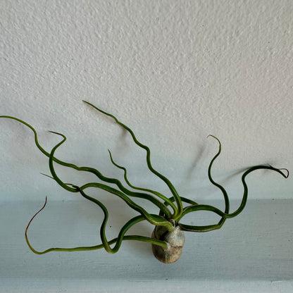 Air Plant