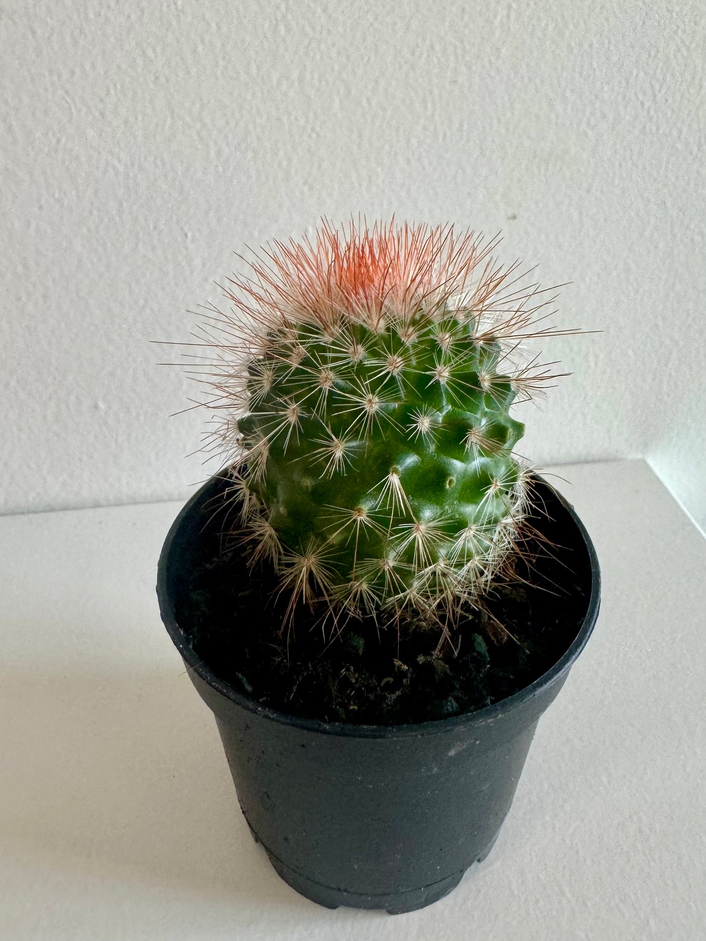 Cactus 2.5"