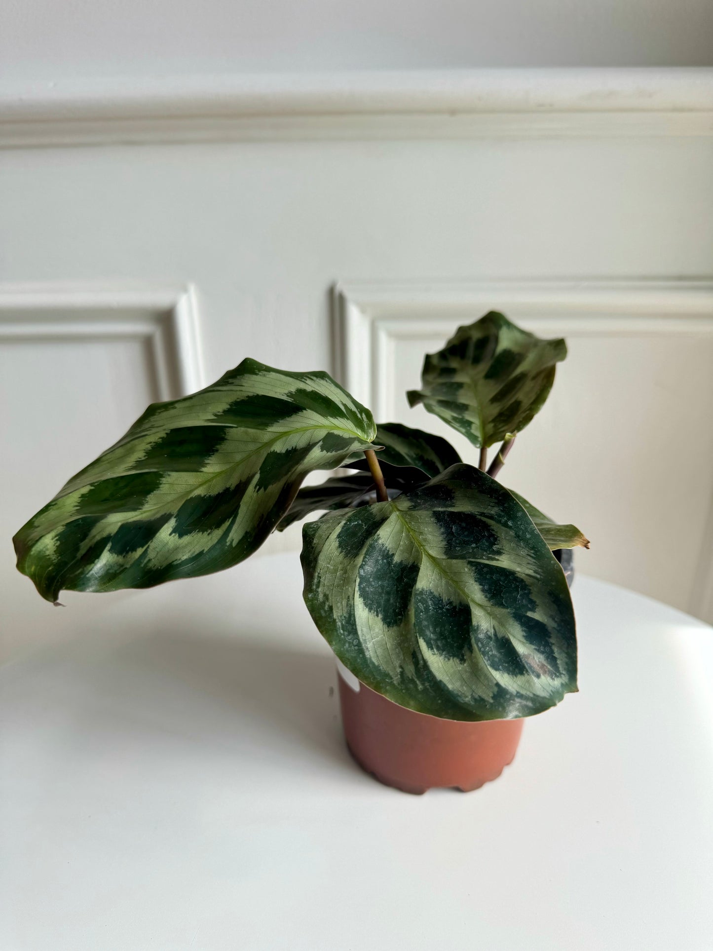 Calathea Helen Kennedy