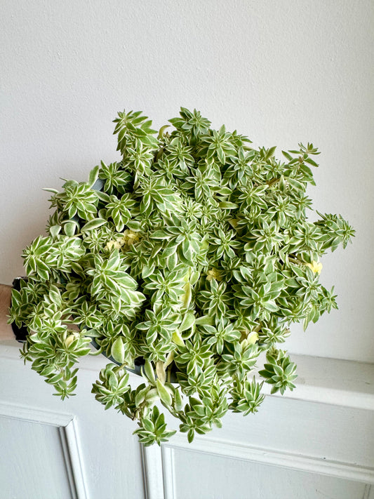 Variegated Sedum Hanging Basket