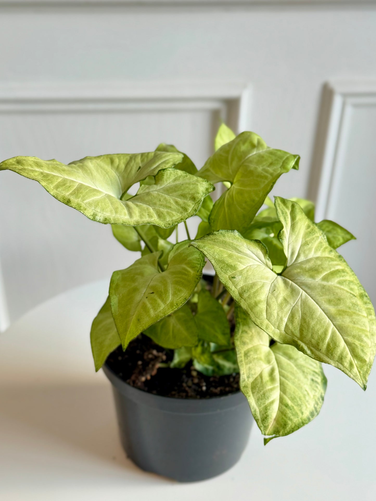 Syngonium White Butterfly