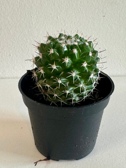 Cactus 2.5"