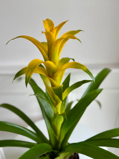 Bromeliad Guzmania