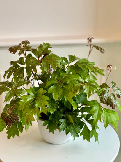 Ivy Grape Hanging Basket