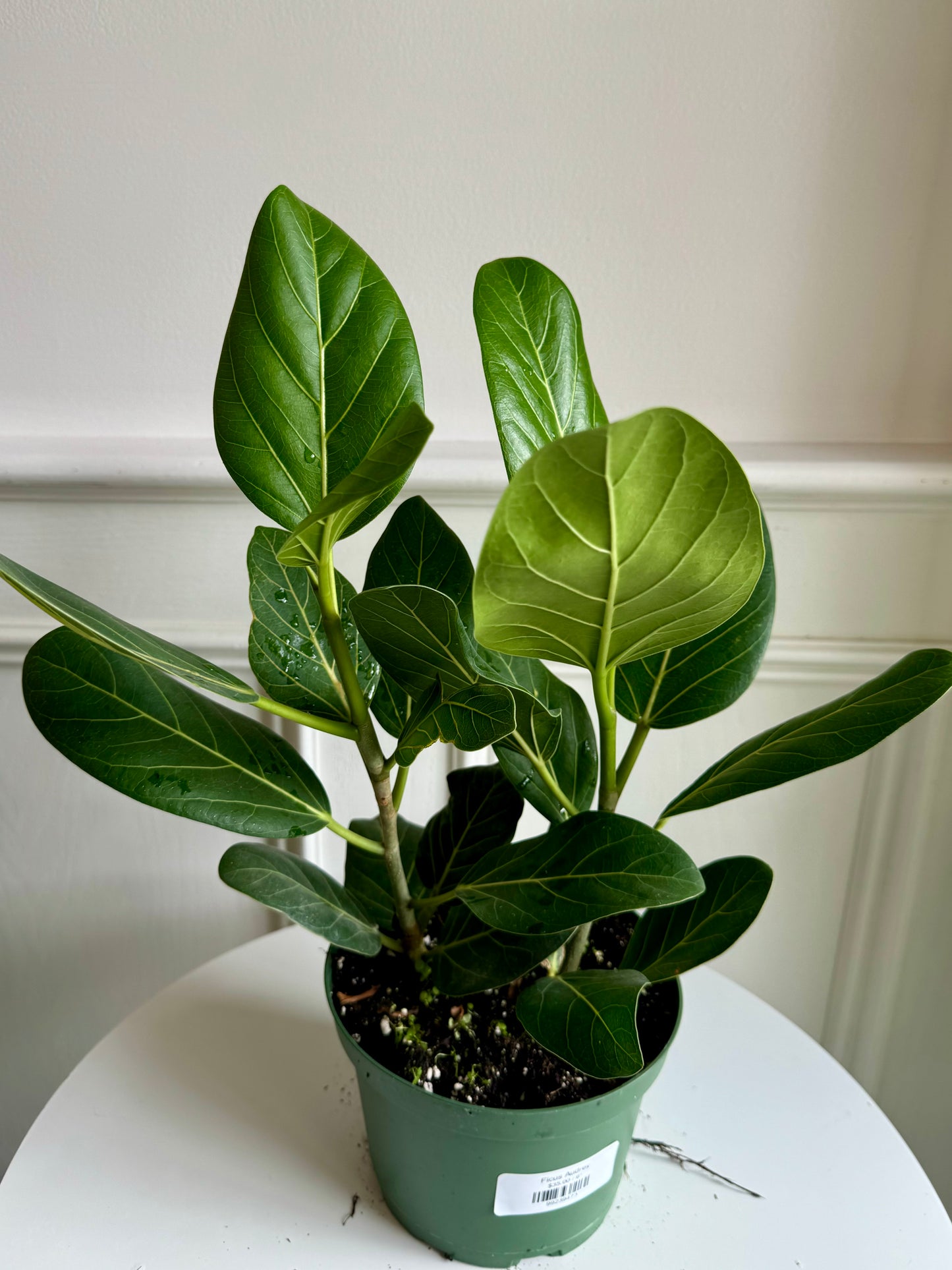 Ficus Audrey