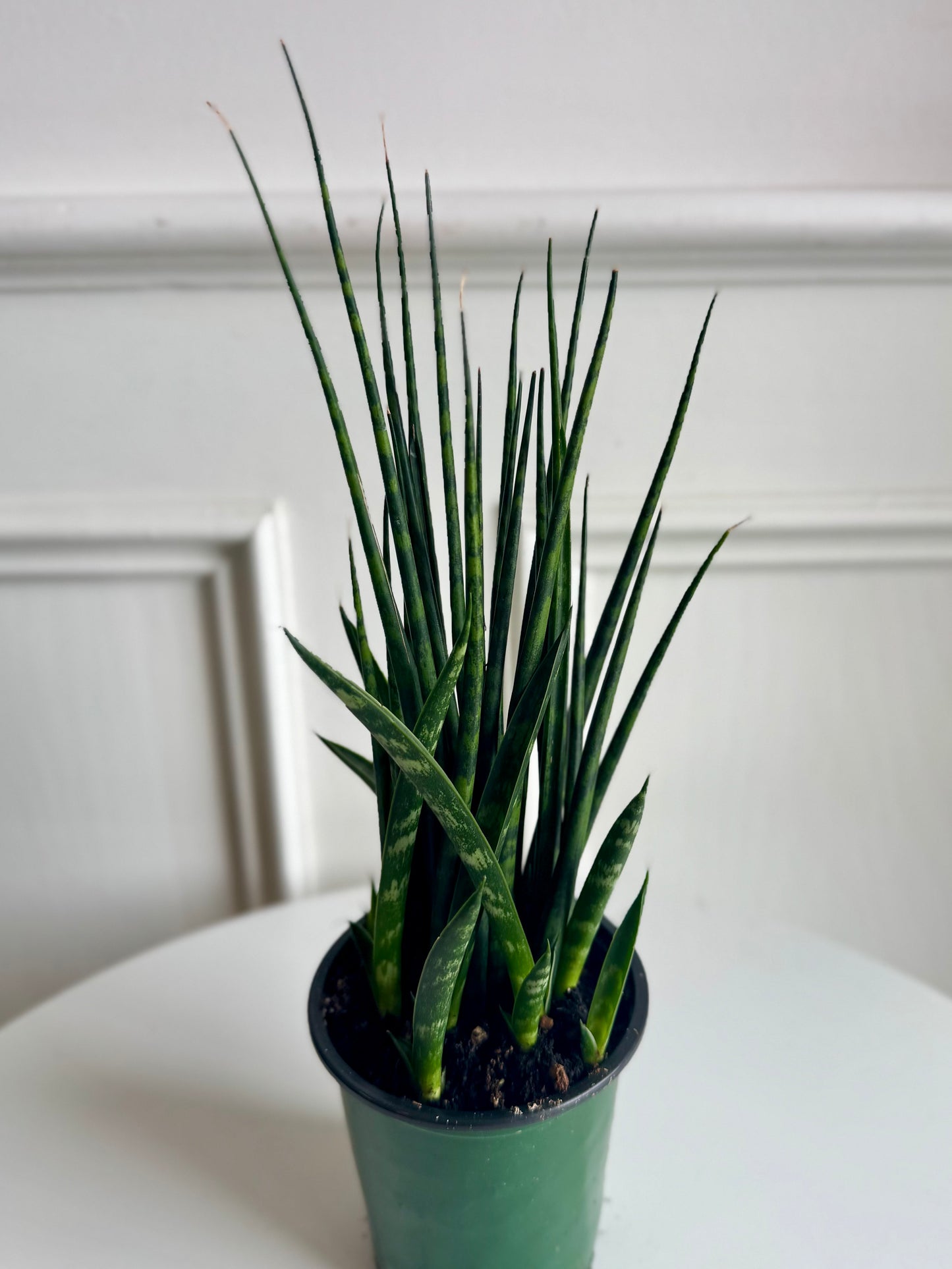 Sansaveria (Snake Plant) Fernwood