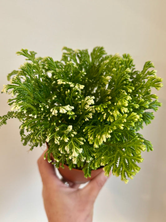 Frosty Fern