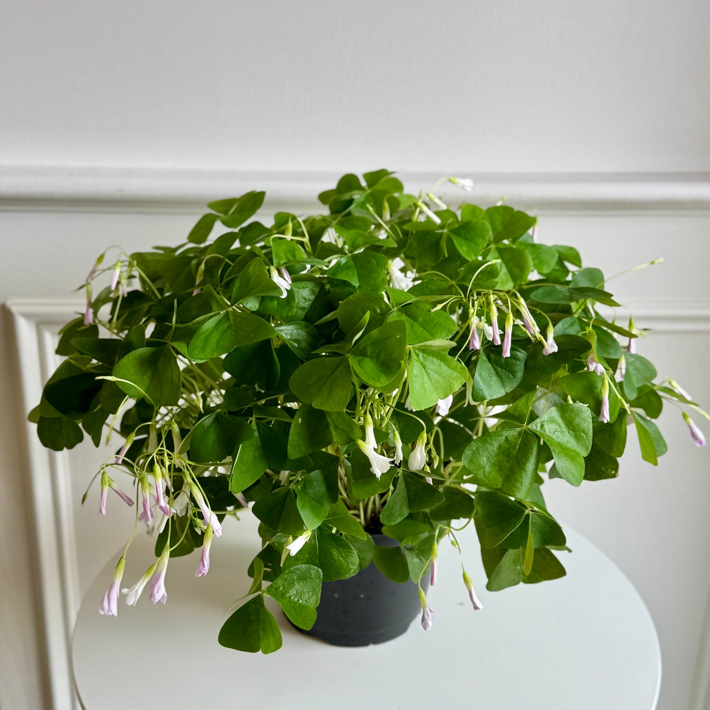 Oxalis Shamrock