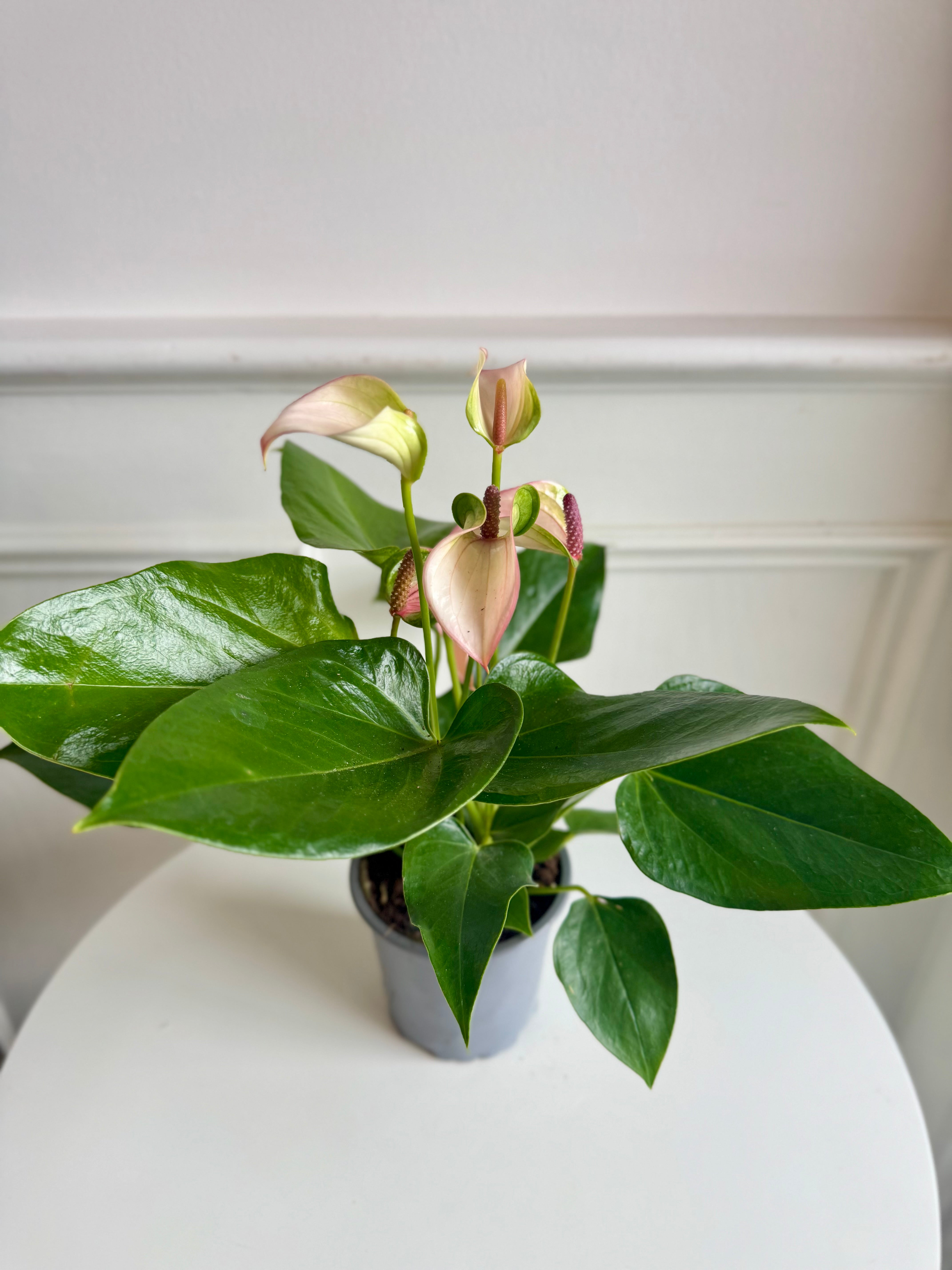 anthurium folgetii 斑入り Anthurium – Thorn & Petal Florist