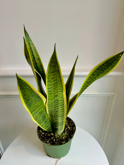 order snake plant online canada Snake Plant – Thorn & Petal Florist