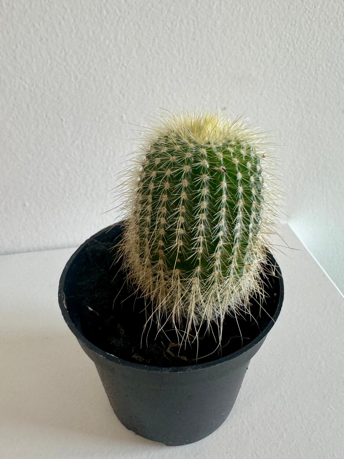 Cactus 2.5"