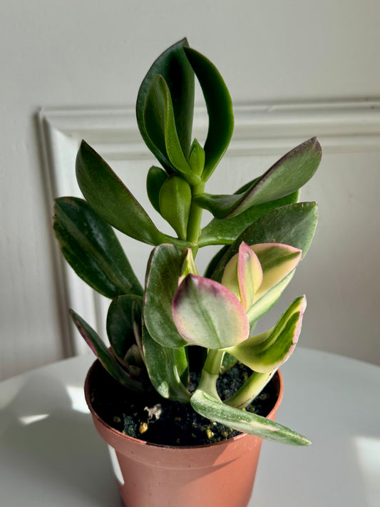 Jade - Variegated