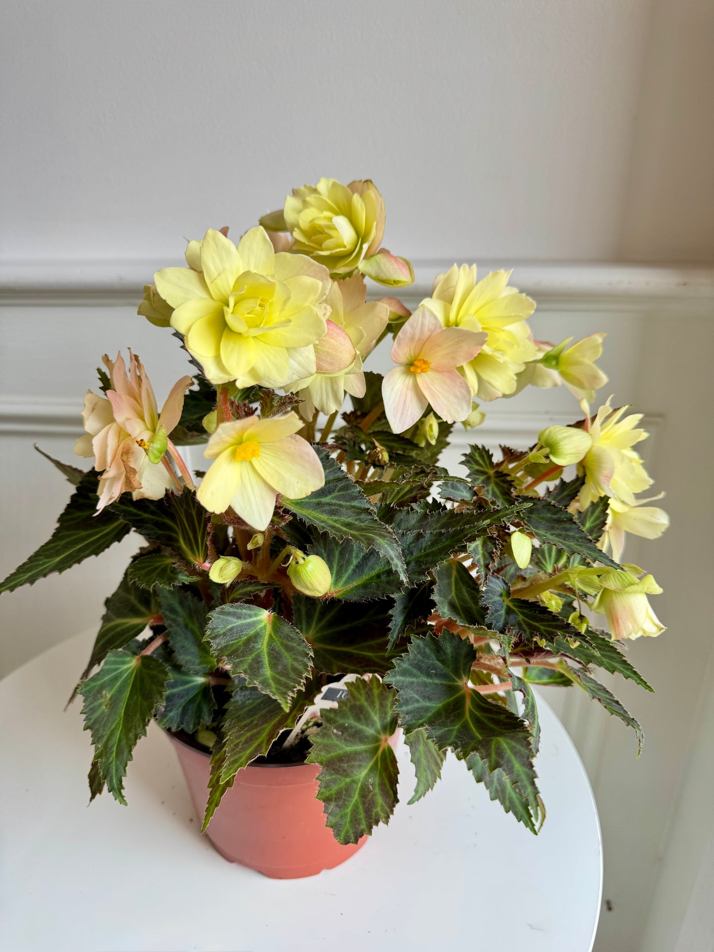Begonia I’CONIA
