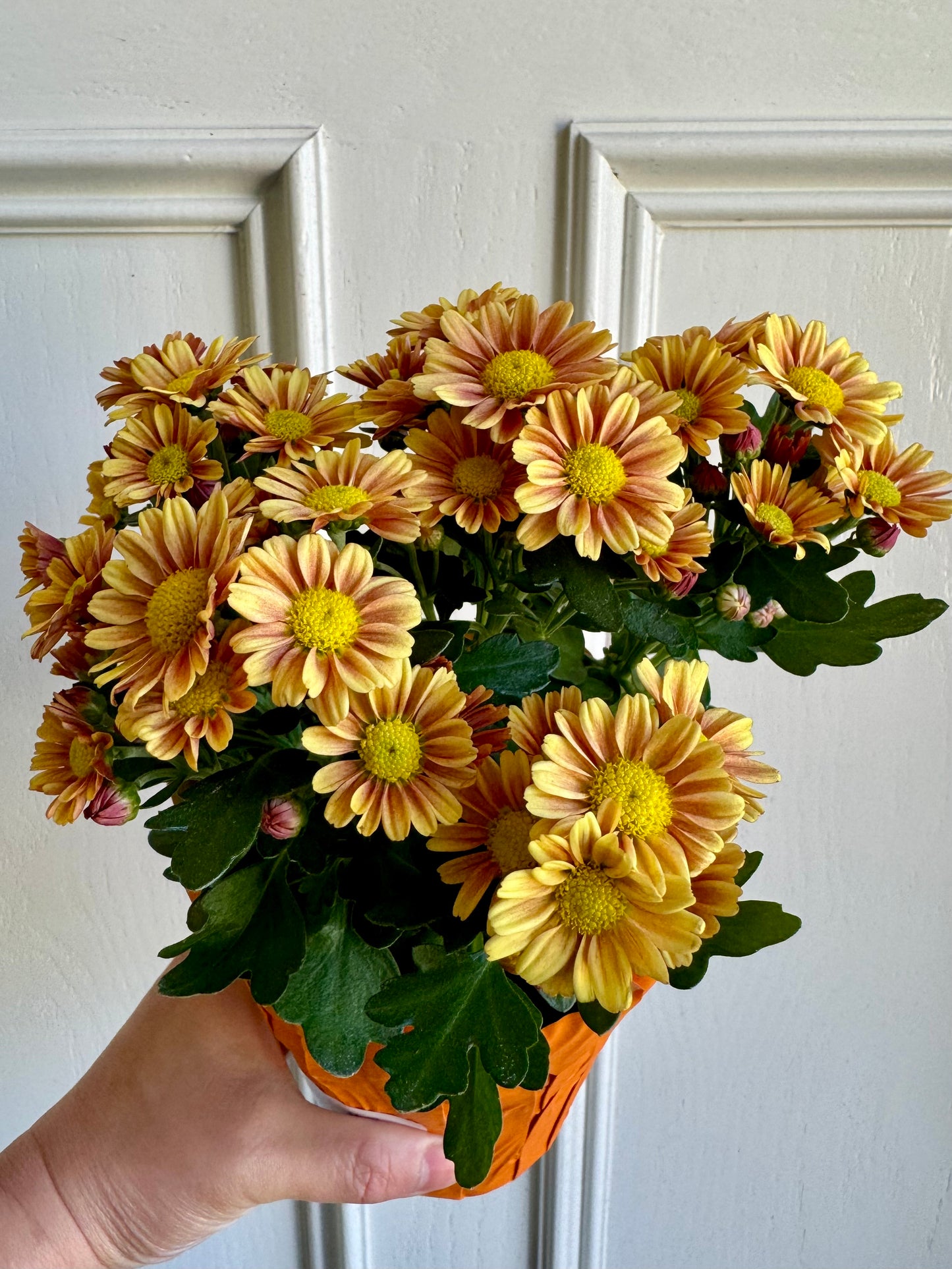 Potted Fall Mum