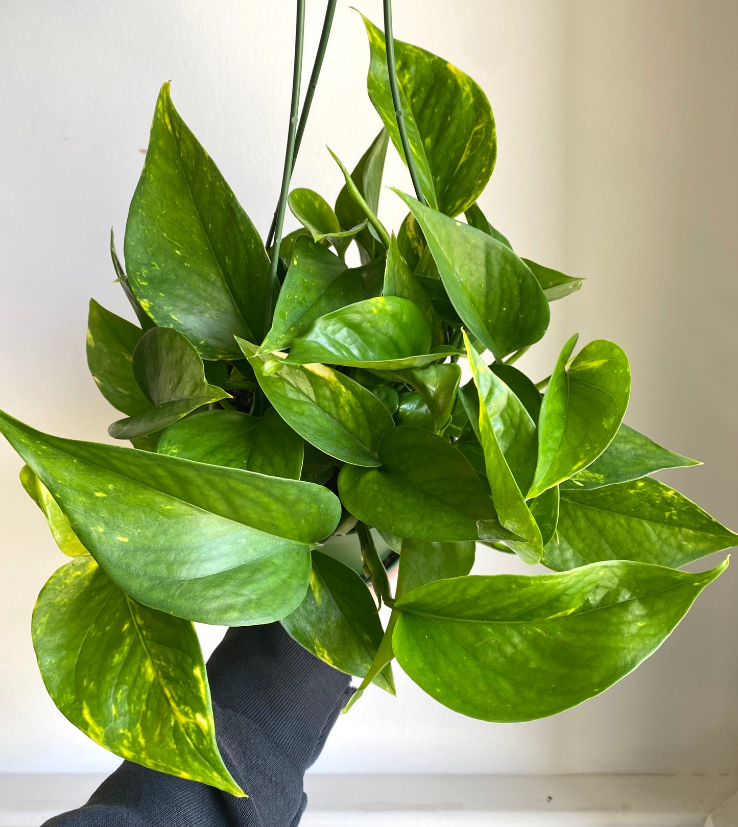 Golden Pothos Hanging Basket