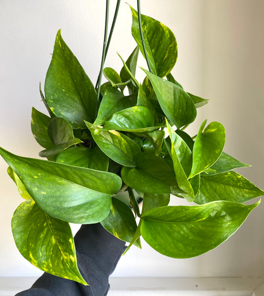 Golden Pothos Hanging Basket