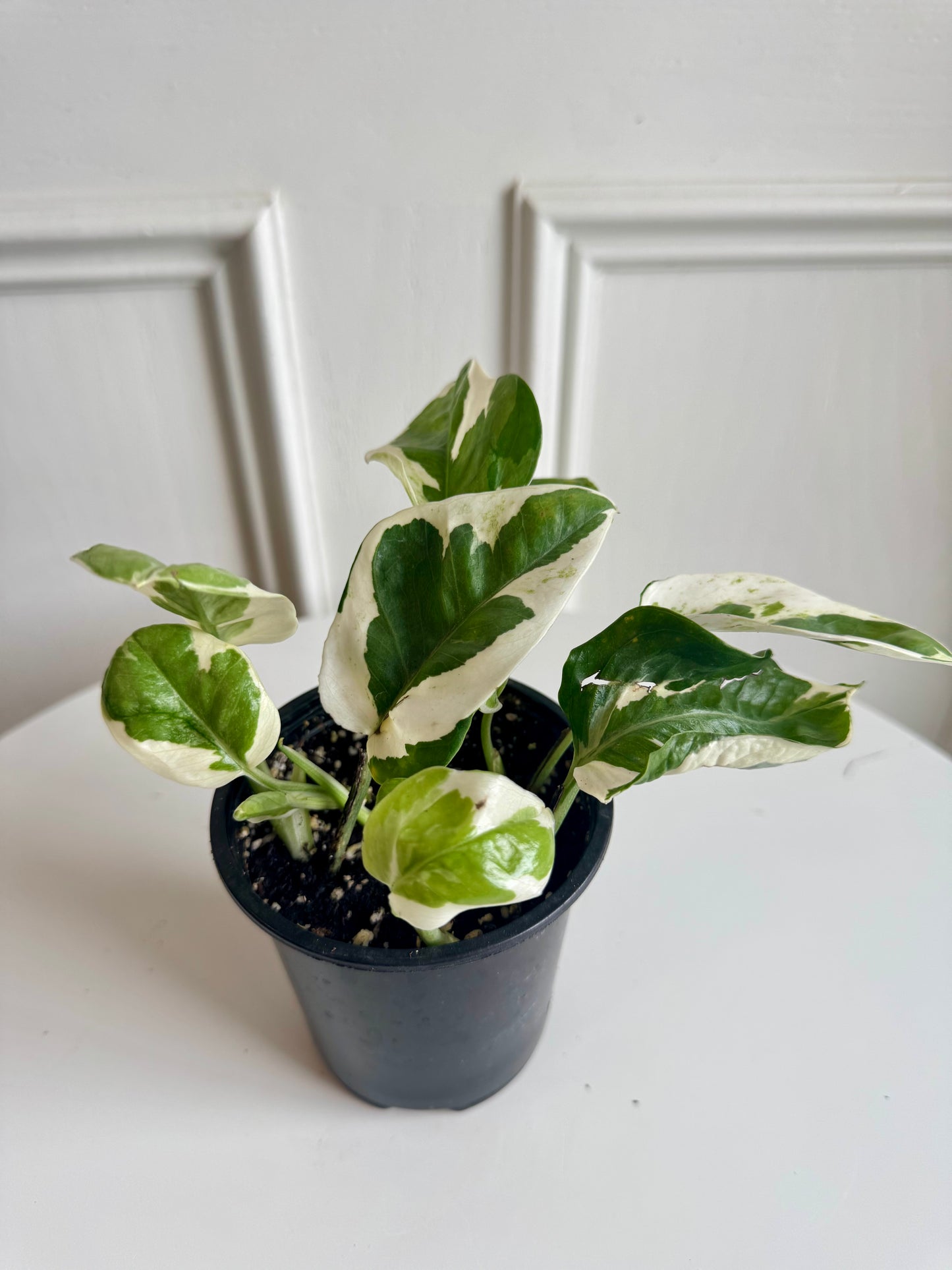 Pothos N'Joy