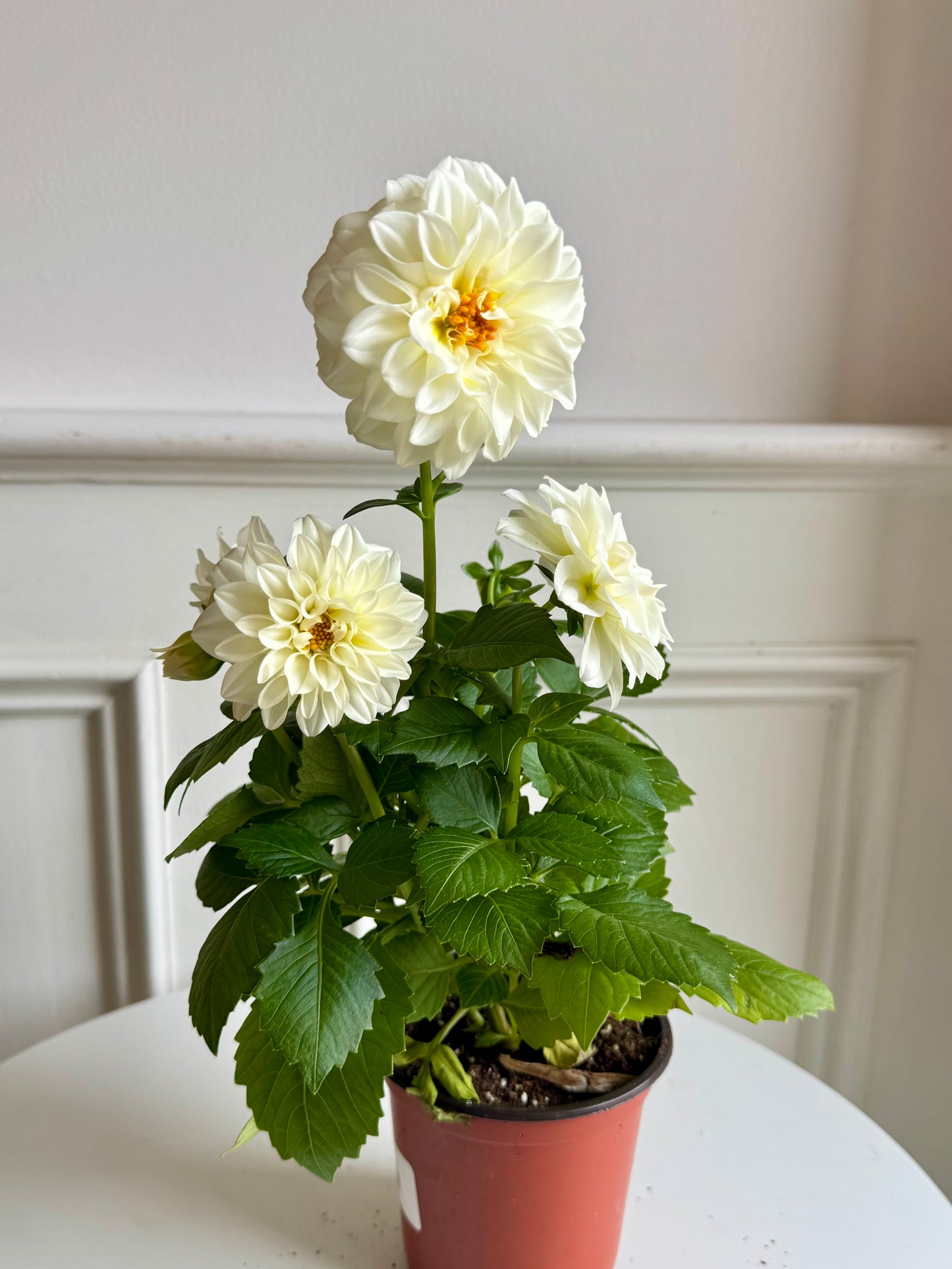 Dahlia Plant