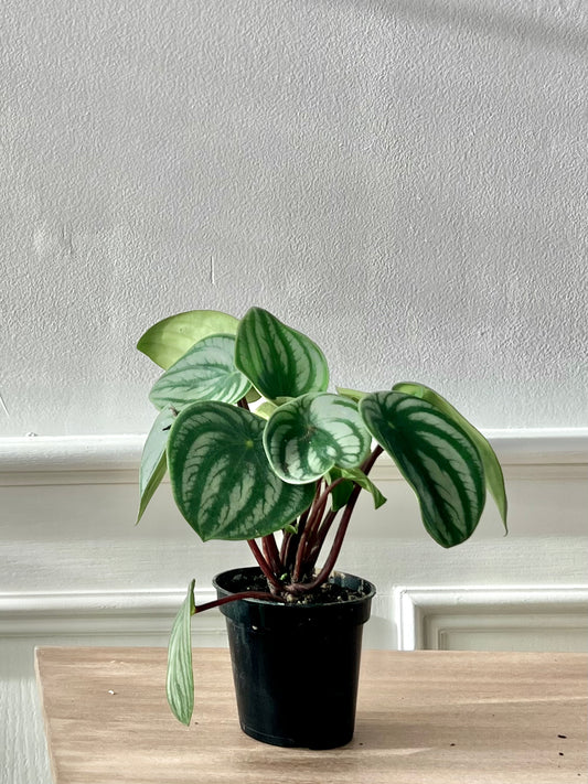 3.5” Peperomia