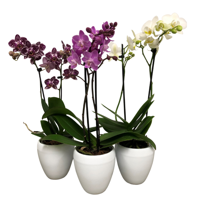 3.5" Double Spike Orchid