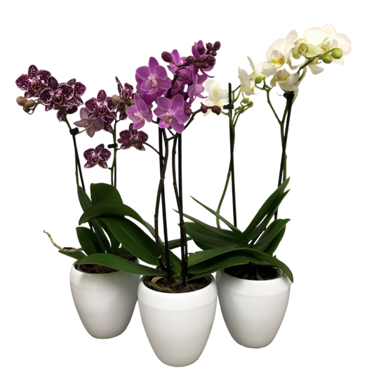 3.5" Double Spike Orchid