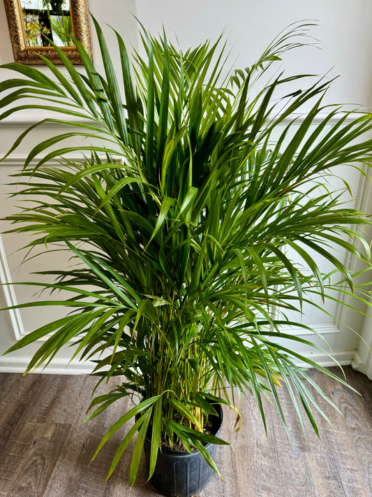 Areca Palm