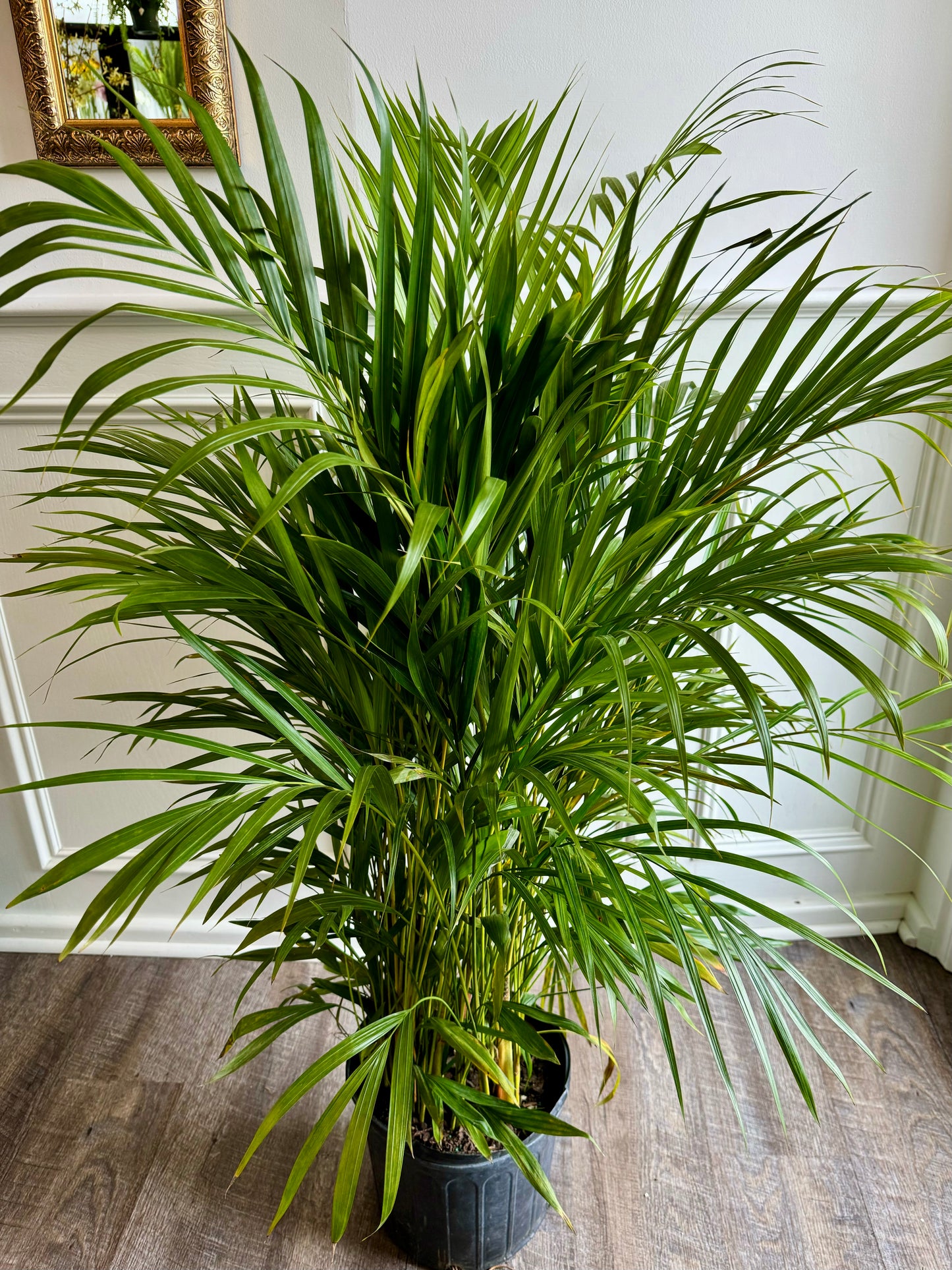 Areca Palm