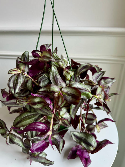 Tradescantia Hanging Basket