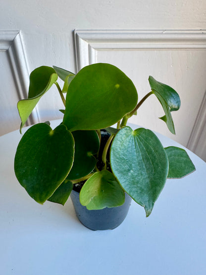 Peperomia