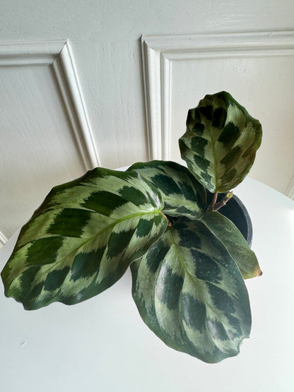 Calathea Helen Kennedy