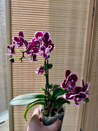 3.5” Orchids