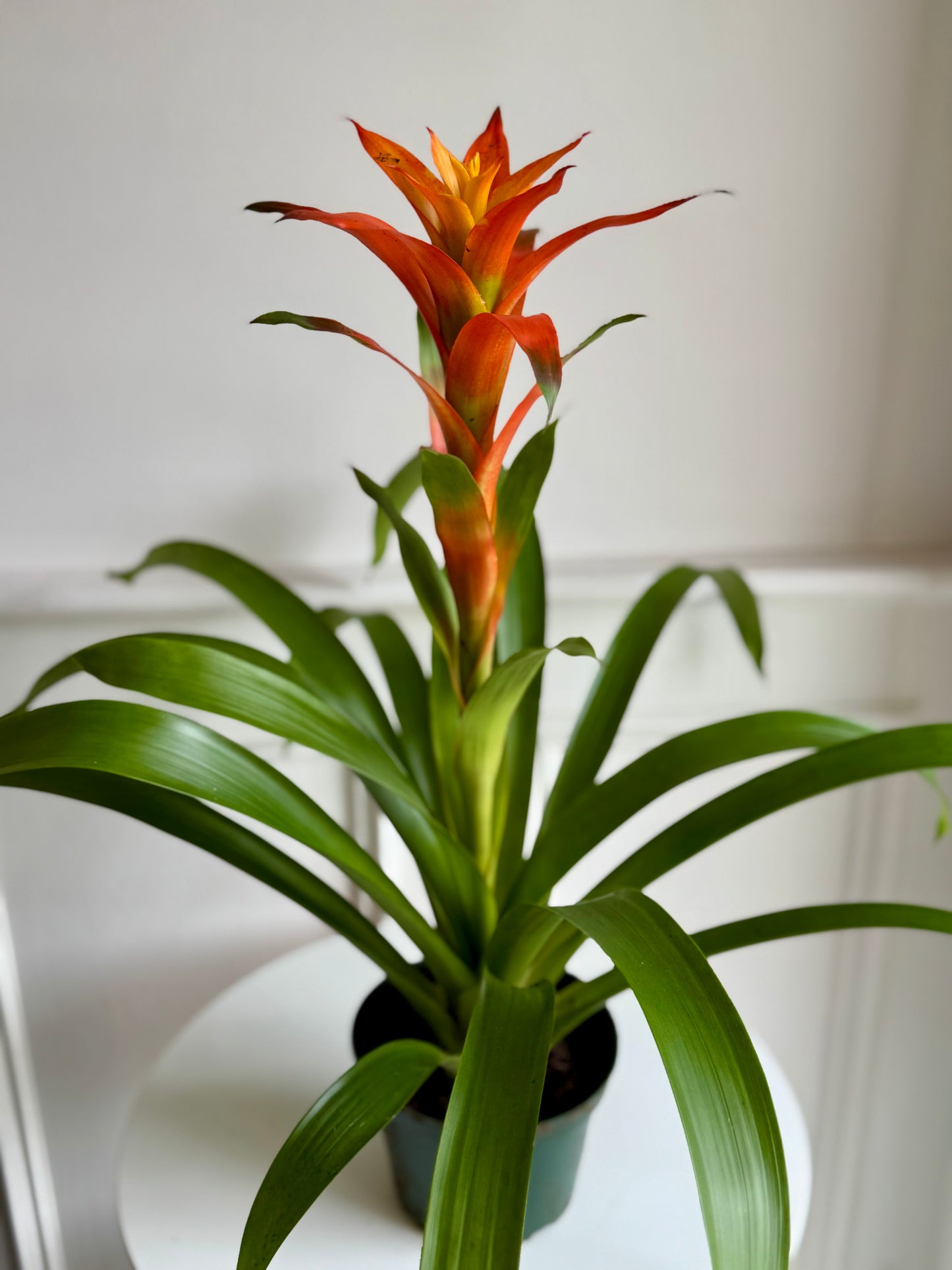 Bromeliad Guzmania