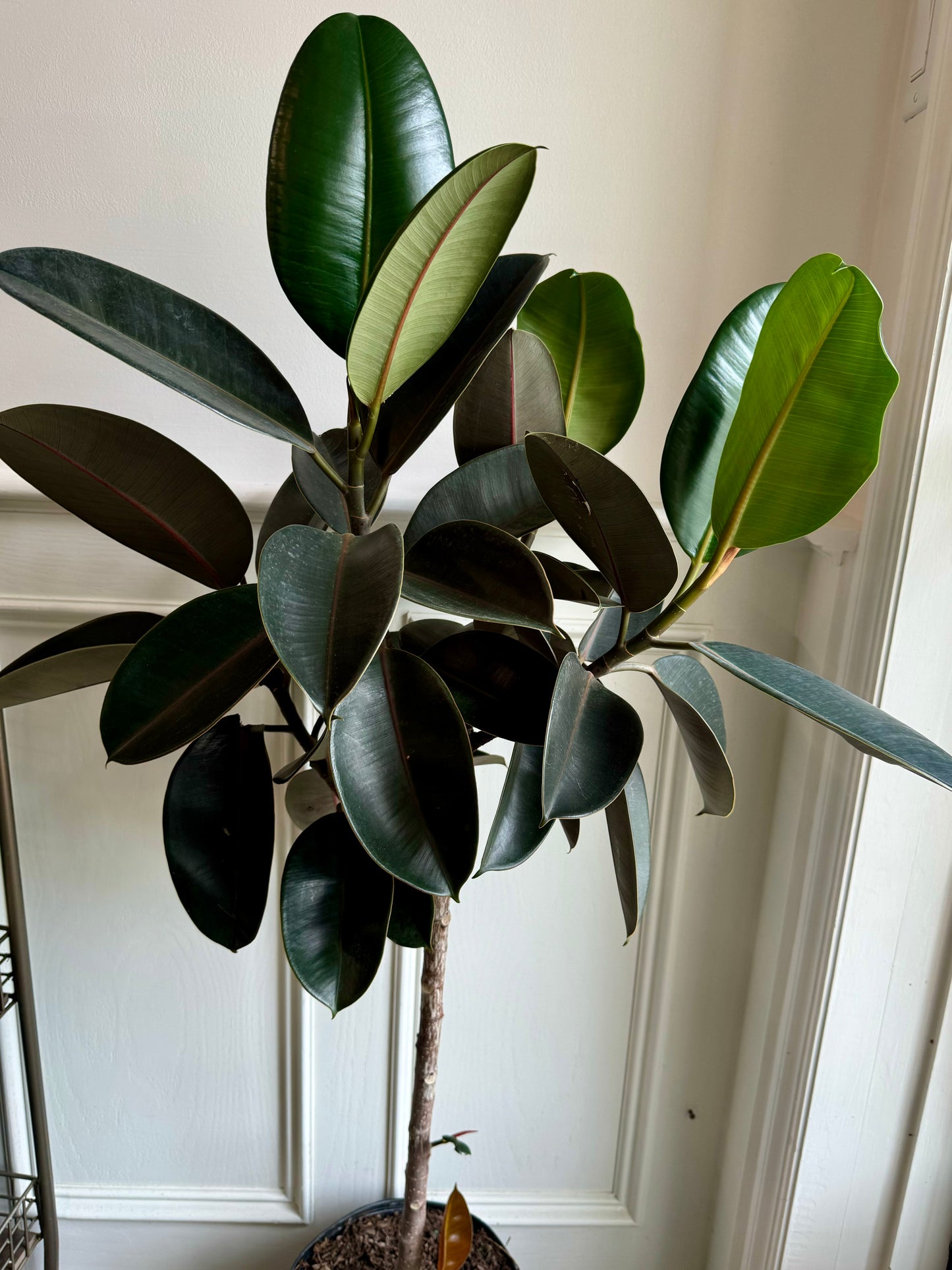 Ficus Elastica Burgundy